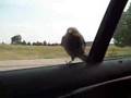 Bird-goes-for-a-ride