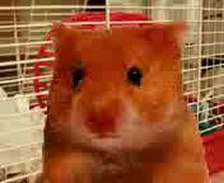 Hamsteri Puhuu - YouTube