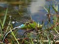 Anax imperator  deposizione uova