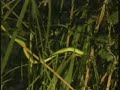 Boomslang Snake Boomslang Snake