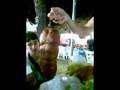 Ischia - Enzo spese in fiera