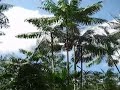 acai climbing in the Brazilian Amazon