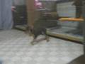 ミニチュアピンシャーの子犬1