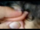 Oyeloo