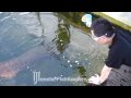 Feeding Arapaima Gigas : Max Koi Farm : MonsterFishKeepers.com : HD Quality : Part 2/2