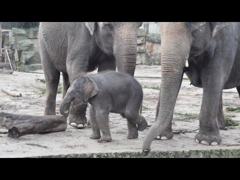 Berlin: Tierpark Berlin - Kommentierte Elefanten Ftterung mit Elefantenbaby