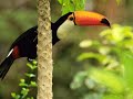 Sounds of Nature: Amazon Rainforest