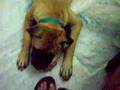 Bullmastiff video