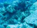 Momma Trunkfish with Baby