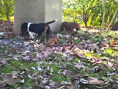 basset hound male puppy 112812k