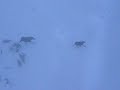 Wolves in pursuit of Moose Wolves in pursuit of Moose