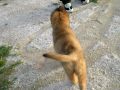 Puppy Belgian-German Shepherd
