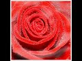 Rose - Rose