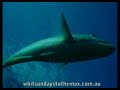 Whitsundays Sailing Diving Whitehaven beach Whitsundays Sailing Diving Whitehaven beach