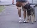 DOG TRAINING IN GLENDALE, CA DOG TRAINING IN GLENDALE, CA