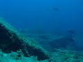 video en apnea de un parque natural video en apnea de un parque natural