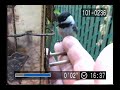 Chickadee Training