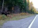 Elch im Parc national de la Gaspesie