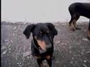 My camera shy dobermans.