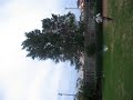 Sawdust Fireball