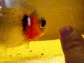 Serrasalmus manueli germany Serrasalmus manueli germany