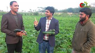 স্কোয়াশ চাষঃ৩ মাসে ১ বিঘা থেকে আয় ২ লাখ টাকা(পর্ব ০২) -Squash/Zucchini cultivation in Bangladesh