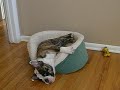 English Bulldog Puppy Archie So Cute Making His Bed English Bulldog Puppy Archie So Cute Making His Bed