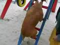 BRINCANDO NO PLAY GROUND