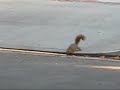 Squirrel drinks from the gutter