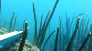 Pescasub en Galicia. Fallo lubina