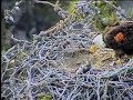 Santa Cruz Island Bald Eagle Nest