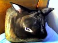 the worlds coolest bunny the worlds coolest bunny