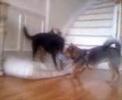 adopt Foxy Roxy& Urusla at(zani's furry friend.org