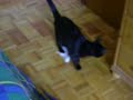Cat & Cotton Wool (2) Cat & Cotton Wool (2)