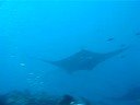 Manta Rays Bandos Island Maldives 3-3