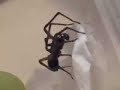 3/4\" Spider Casting Web w/ my music...