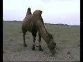 Sainshand, Gobi Desert