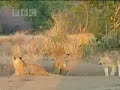  lions crocodiles Africain the jungle BBC