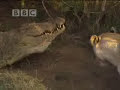 Battle of jaws - lions vs crocodiles - BBC wildlife Battle of jaws - lions vs crocodiles - BBC wildlife