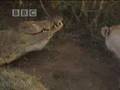 Big Cat Diary  Lions versus Crocodile