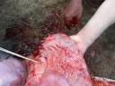 Best Cow Cesarean section done all complete here we start closing the tissues one by one ...►►Part 3 ◄◄