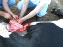 Best Cow Cesarean section done all complete here we start closing the tissues one by one ...►►Part 3 ◄◄