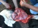 Best Cow Cesarean section done all complete here we start closing the tissues one by one ...►►Part 3 ◄◄