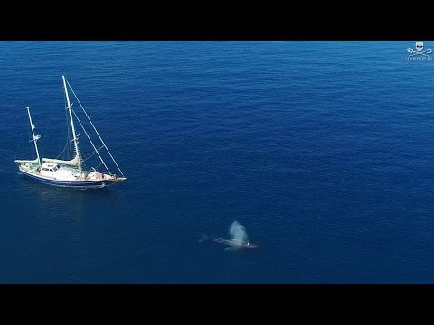 Sea Shepherd's Ethical Research Whale Project