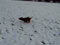 Snow zoomies