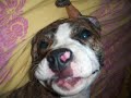 A picture collas of my puppy amstaff,music by Sixx AM : life is beautiful