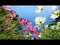 Cape Town - Albatros (Original Mix)