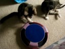 Playing with the kittens & their toys