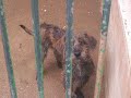 Son Reus Adopta Palma. Sonia V