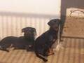 Son Reus Adopta Palma. Sonia V